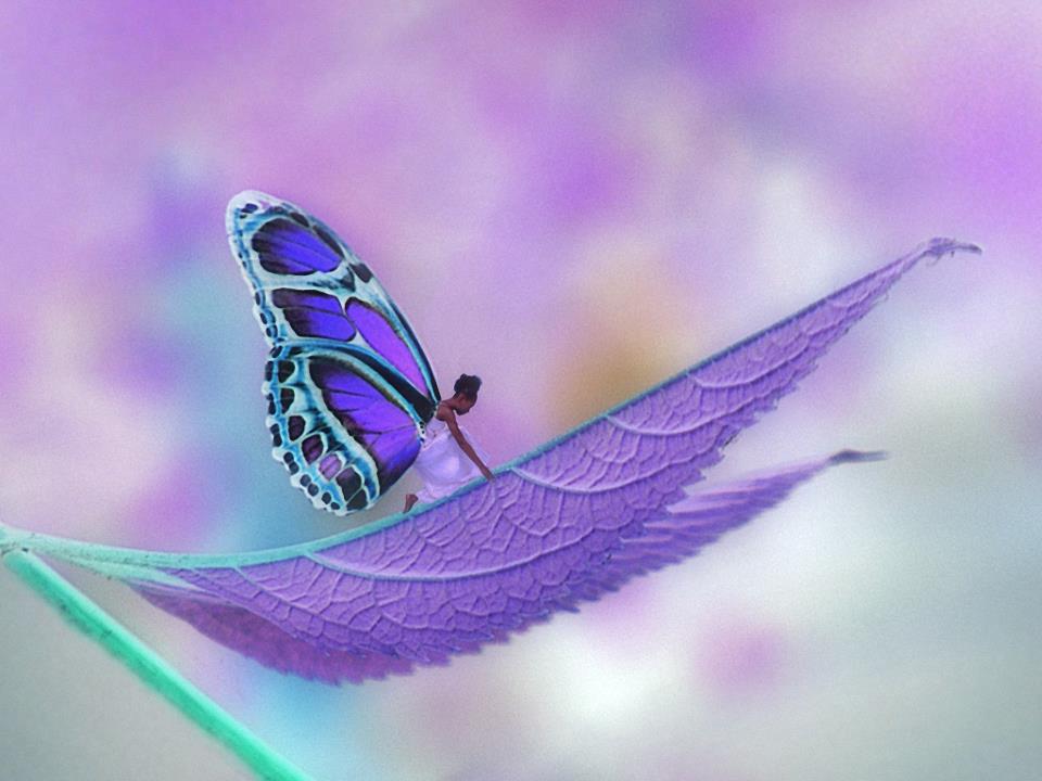 borboleta O tempo do casulo é o segredo da borboleta. Não revele o p
