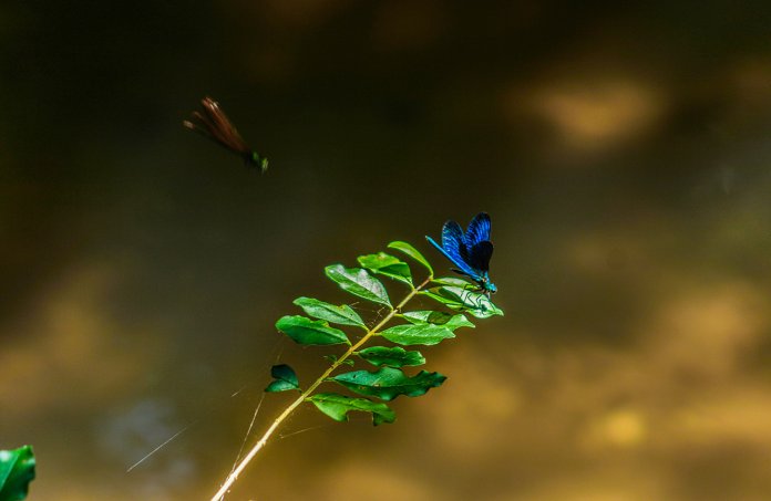 A lenda da borboleta azul