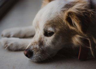 Cachorro tem alma, por Fabrício Carpinejar