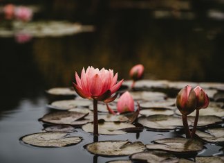 Conheça a belíssima lenda indiana da Flor de Lótus