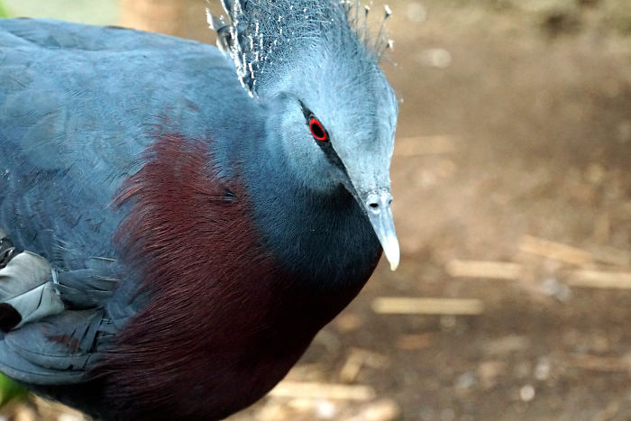 asomadetodosafetos.com - Conheça o Victoria Crowned Pigeon, um dos pássaros mais bonitos do mundo