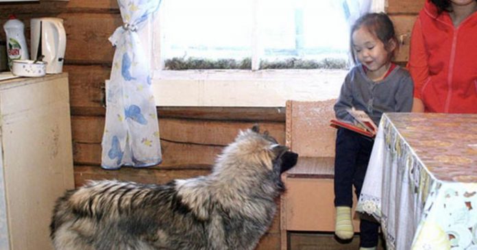Garotinha de 3 anos sobrevive 9 dias na floresta graças a ajuda de um cão