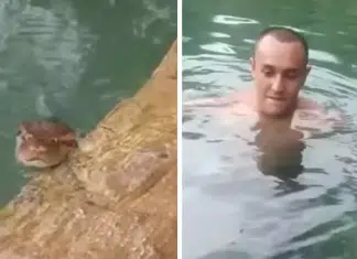 Vídeo: Banhistas dividem riacho com sucuri gigante e gravam interações
