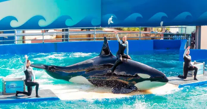 De volta para casa: Orca Lolita finalmente será libertada após 52 anos de cativeiro