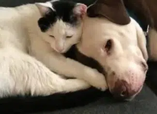 Cãozinho ajuda bombeiros a salvar bebê presa em casa em chamas: “Muito protetor”