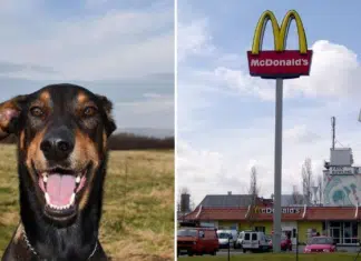 Cão é roubado no Mc’Donalds enquanto dono comprava nuggets como petisco