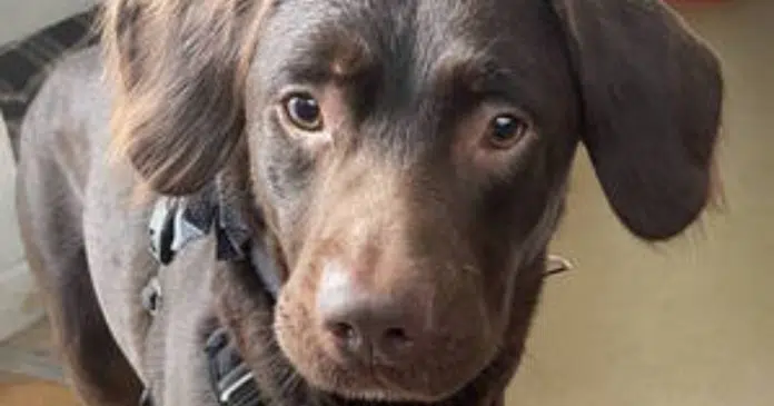 Labrador é o primeiro cão a tratar alcoolismo após perder melhor amigo pelo mesmo motivo