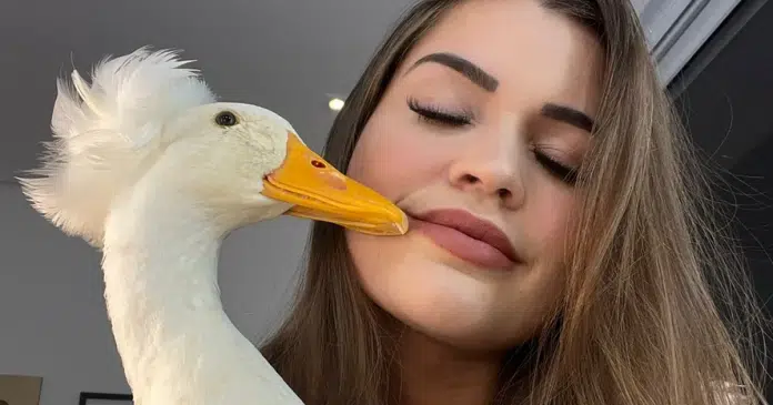 Influenciadora oferece recompensa de R$ 30 mil por pato de estimação desaparecido