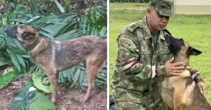 Buscas pelo cãozinho Wilson são suspensas pelo Exército colombiano