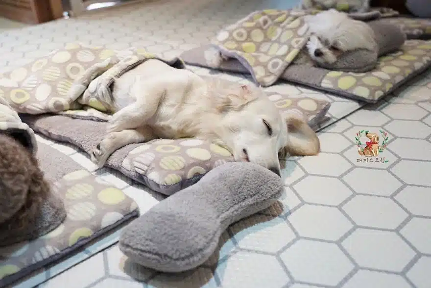 asomadetodosafetos.com - "Creche canina": Confira 23 fotos muito fofas do momento da soneca de uma creche para cães