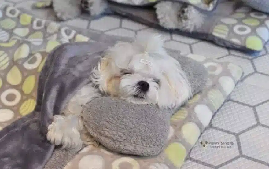asomadetodosafetos.com - "Creche canina": Confira 23 fotos muito fofas do momento da soneca de uma creche para cães
