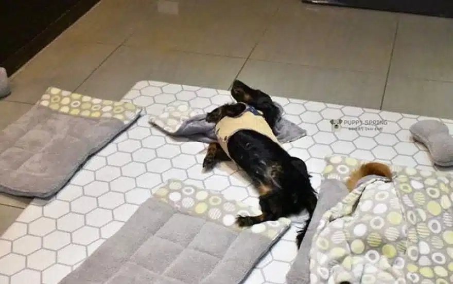 asomadetodosafetos.com - "Creche canina": Confira 23 fotos muito fofas do momento da soneca de uma creche para cães
