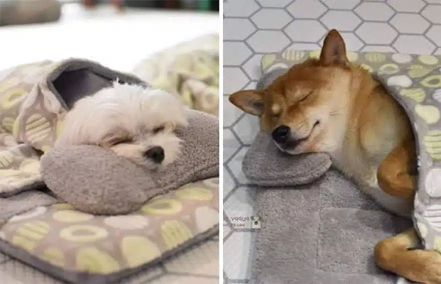 asomadetodosafetos.com - "Creche canina": Confira 23 fotos muito fofas do momento da soneca de uma creche para cães