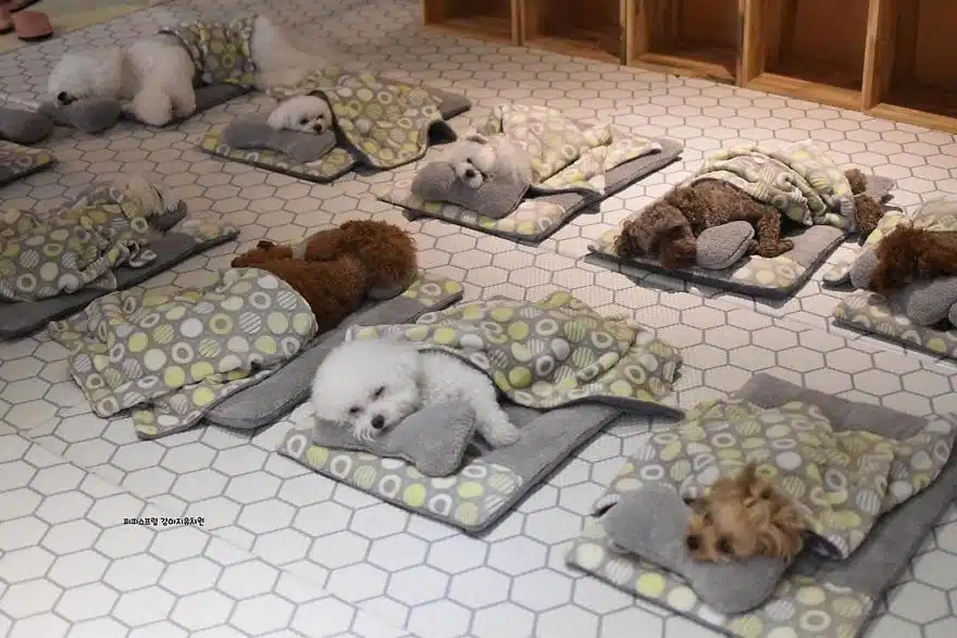 asomadetodosafetos.com - "Creche canina": Confira 23 fotos muito fofas do momento da soneca de uma creche para cães