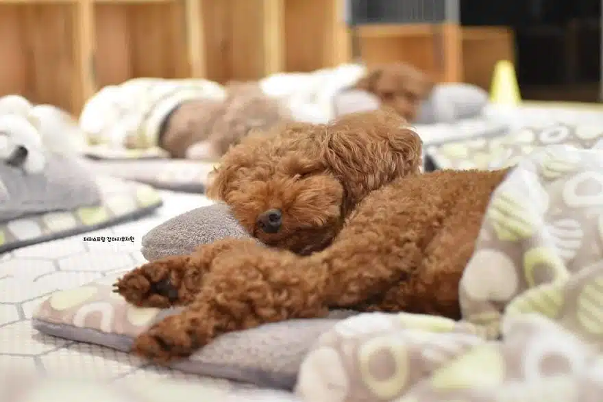 asomadetodosafetos.com - "Creche canina": Confira 23 fotos muito fofas do momento da soneca de uma creche para cães