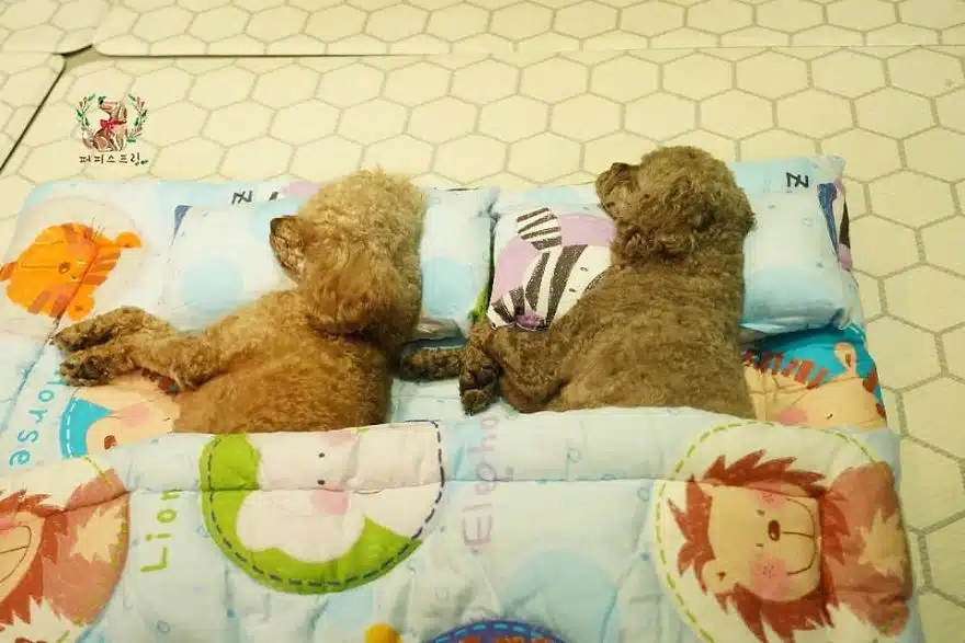asomadetodosafetos.com - "Creche canina": Confira 23 fotos muito fofas do momento da soneca de uma creche para cães