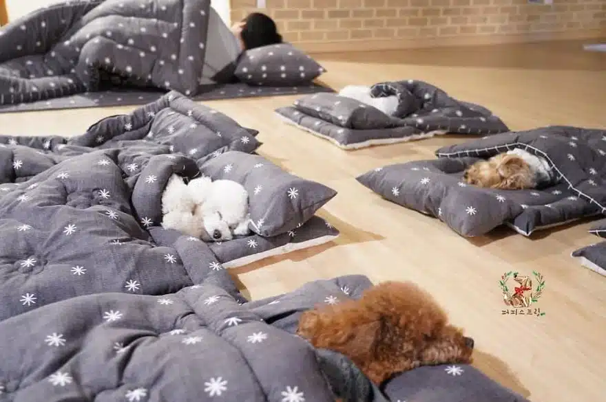 asomadetodosafetos.com - "Creche canina": Confira 23 fotos muito fofas do momento da soneca de uma creche para cães