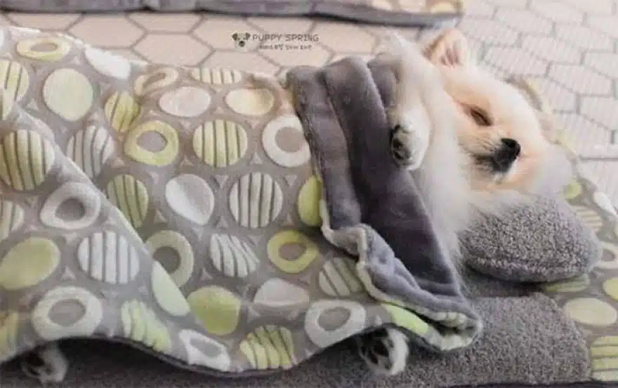 asomadetodosafetos.com - "Creche canina": Confira 23 fotos muito fofas do momento da soneca de uma creche para cães