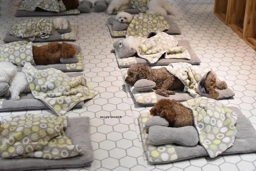 asomadetodosafetos.com - "Creche canina": Confira 23 fotos muito fofas do momento da soneca de uma creche para cães