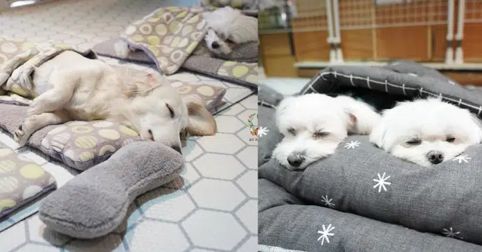 “Creche canina”: Confira 23 fotos muito fofas do momento da soneca de uma creche para cães