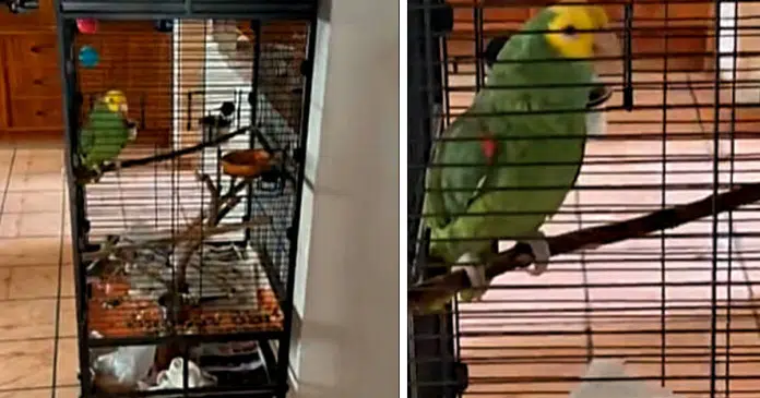Papagaio faz Testemunhas de Jeová esperarem por meia hora na porta de sua casa