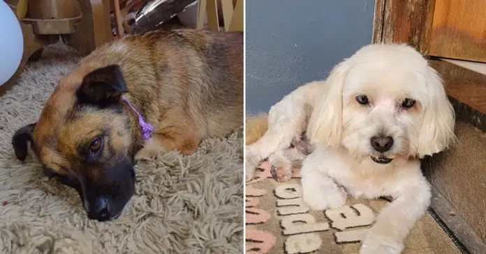 Cães são esquecidos em van de pet shop e acabam perdendo a vida