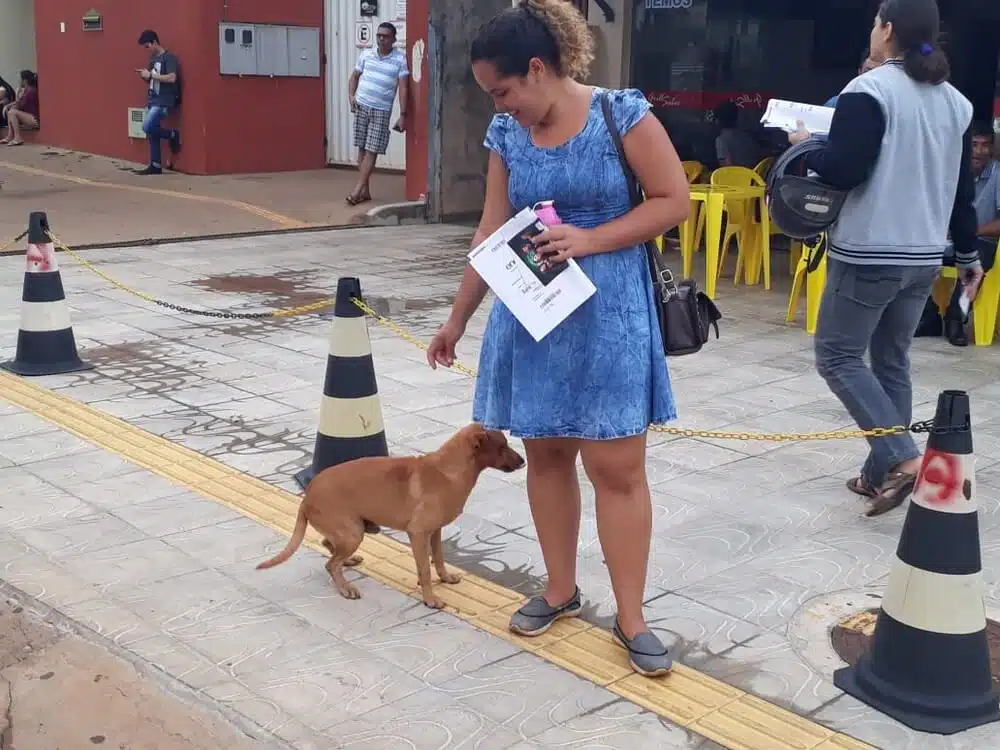 asomadetodosafetos.com - Cãozinho fiel espera por quase 7 horas na porta da escola em que sua dona fazia Enem