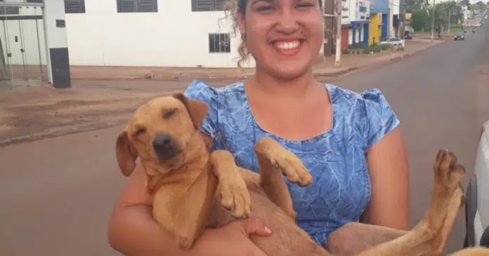 Cãozinho fiel espera por quase 7 horas na porta da escola em que sua dona fazia Enem