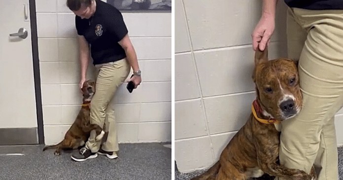 Cãozinho resgatado que abraçou perna de voluntário recebe a notícia que tanto esperava