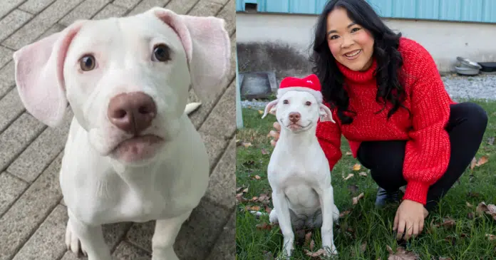 Labrador é abandonda por ser surda mas encontra lar mais do que perfeito e irmãos especiais