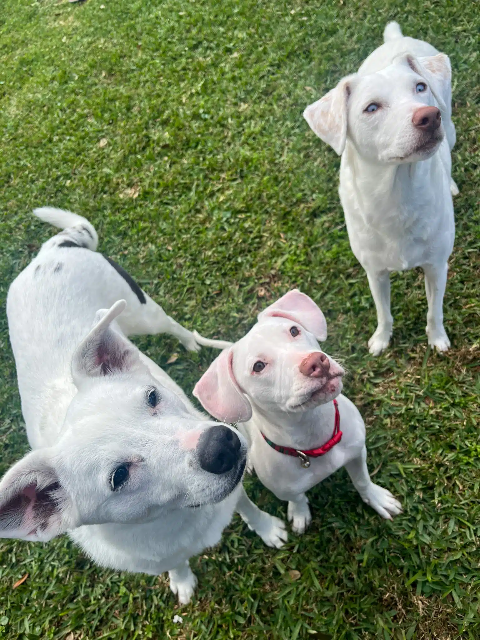 asomadetodosafetos.com - Labrador é abandonda por ser surda mas encontra lar mais do que perfeito e irmãos especiais