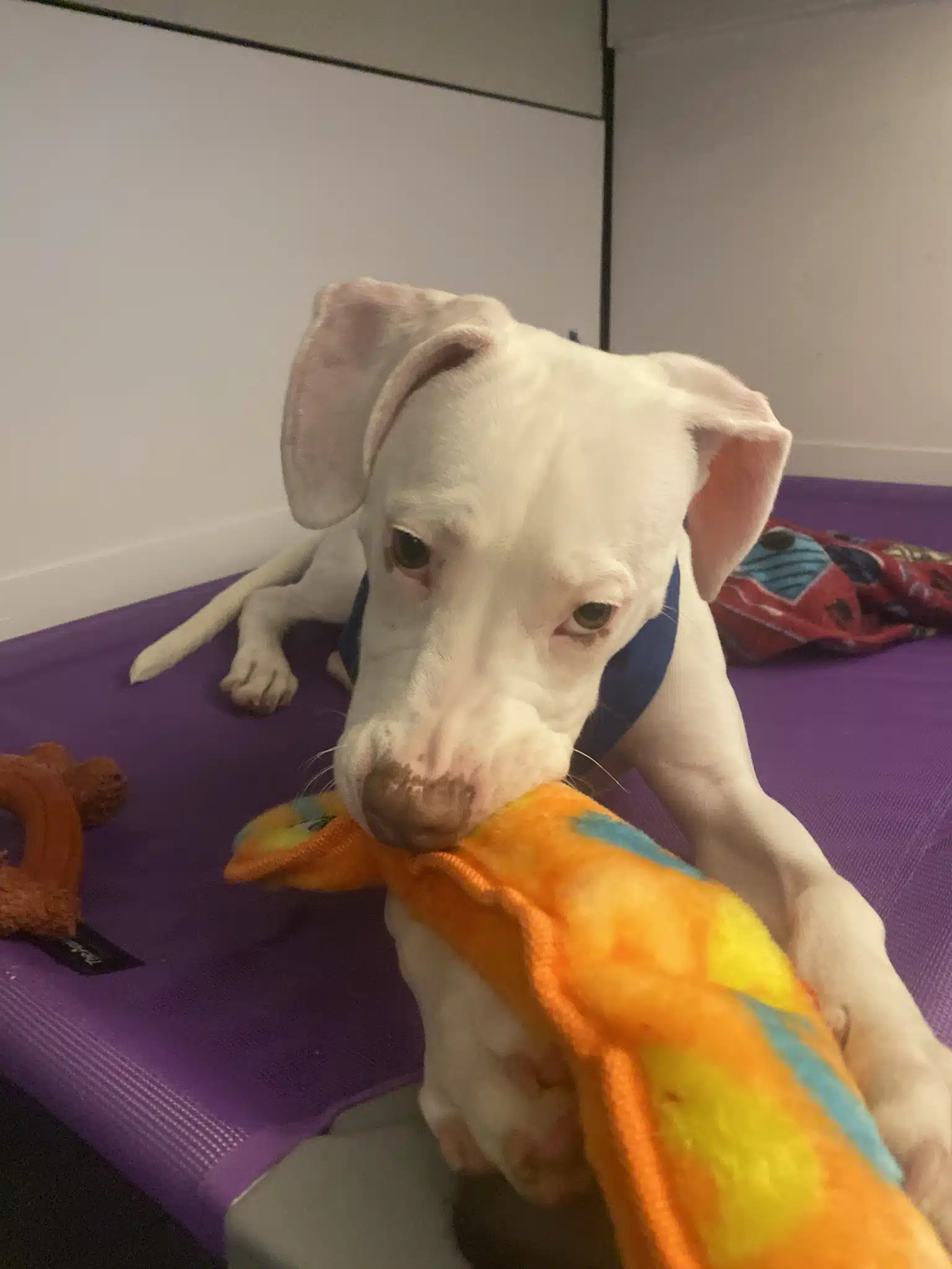 asomadetodosafetos.com - Labrador é abandonda por ser surda mas encontra lar mais do que perfeito e irmãos especiais