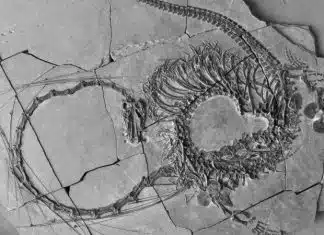 Fóssil de “dragão” chinês de 240 milhões de anos é encontrado por cientistas
