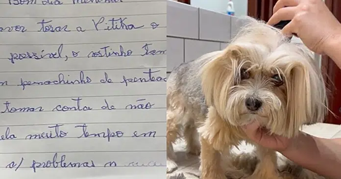 Shih-tzu idosa chega no pet-shop para tomar banho acompanhada de carta