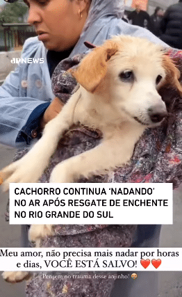 asomadetodosafetos.com - Cachorro resgatado em enchentes no RS continua "nadando" no ar