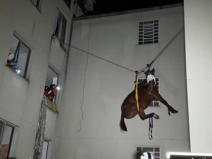 asomadetodosafetos.com - Cavalo é resgatado de apartamento no terceiro andar no RS após 10 dias de confinamento
