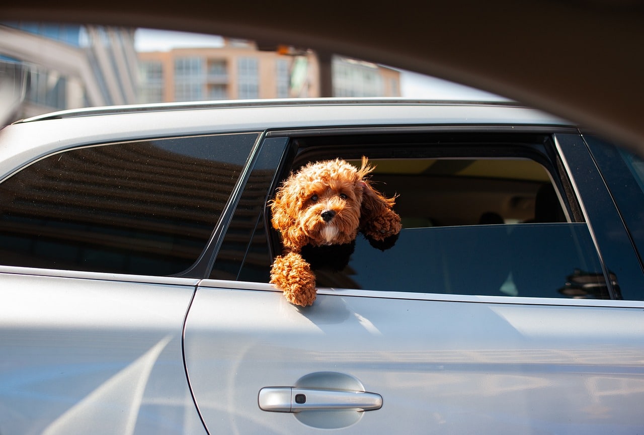 asomadetodosafetos.com - Entenda os motivos pelos quais você nunca deve deixar seu pet sozinho no carro