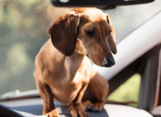 Entenda os motivos pelos quais você nunca deve deixar seu pet sozinho no carro