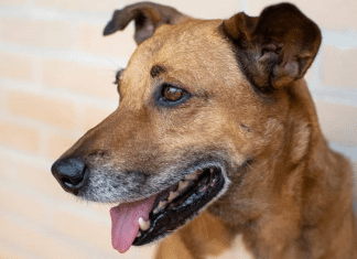 Símbolo brasileiro, “cachorro caramelo” vai estrear filme na Netflix