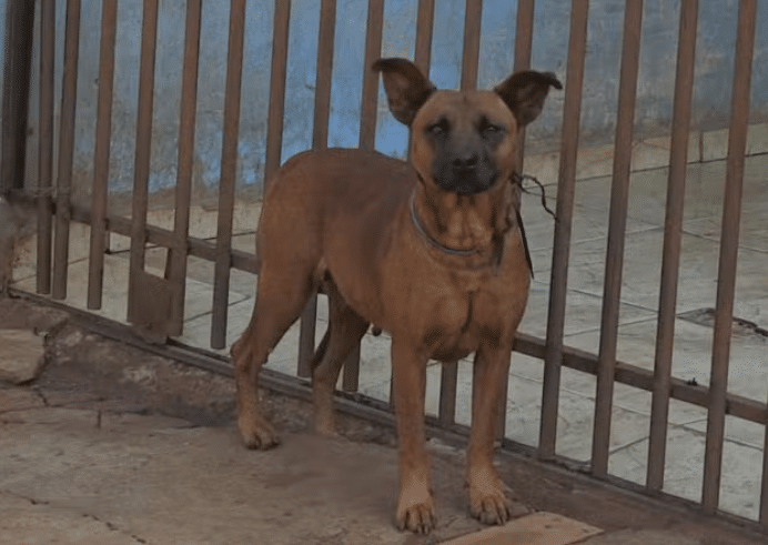 asomadetodosafetos.com - [VÍDEO] Cachorrinha "furta" marmita e trabalhador corre atrás para recuperar refeição