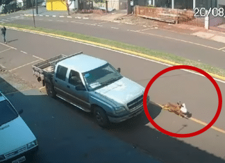 [VÍDEO] Cachorrinha “furta” marmita e trabalhador corre atrás para recuperar refeição