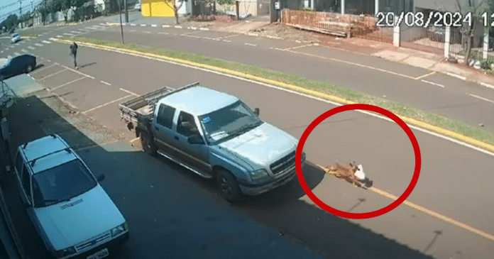 [VÍDEO] Cachorrinha “furta” marmita e trabalhador corre atrás para recuperar refeição