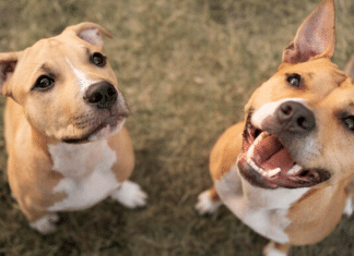 A nova era dos cães: Ciência confirma mudanças surpreendentes na evolução canina!