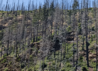 Desafio visual: Apenas pessoas com ‘visão de águia’ conseguem encontrar o carro escondido nesta floresta