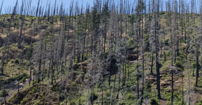 Desafio visual: Apenas pessoas com ‘visão de águia’ conseguem encontrar o carro escondido nesta floresta