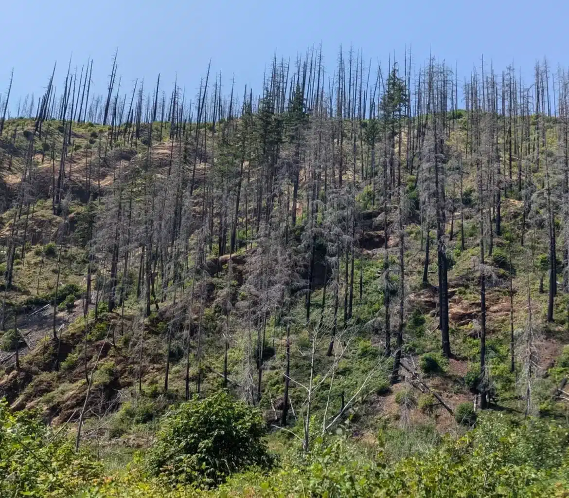 asomadetodosafetos.com - Desafio visual: Apenas pessoas com 'visão de águia' conseguem encontrar o carro escondido nesta floresta