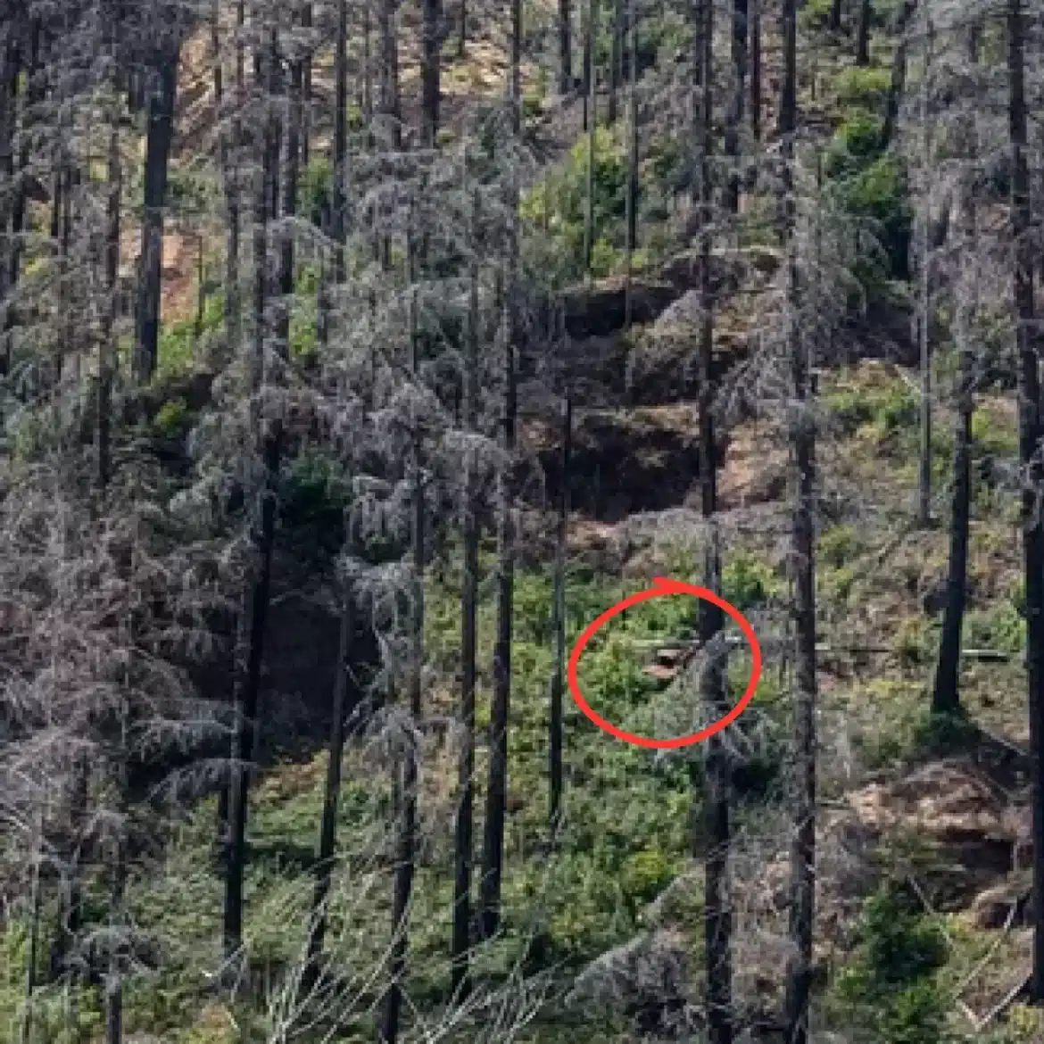 asomadetodosafetos.com - Desafio visual: Apenas pessoas com 'visão de águia' conseguem encontrar o carro escondido nesta floresta