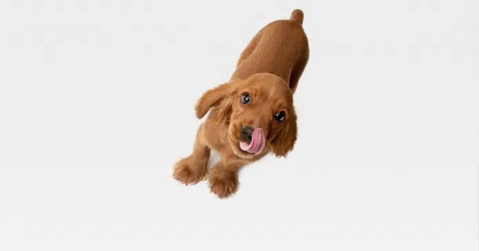 Por que meu cachorro me lambe tanto? Descubra os diferentes motivos por trás desse gesto