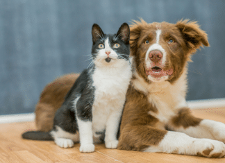 Hemocentro de cães e gatos convive também com a falta de sangue para salvar os animais