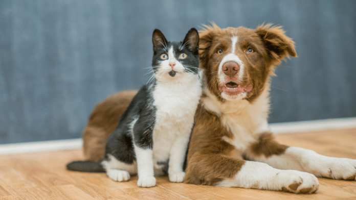 Hemocentro de cães e gatos convive também com a falta de sangue para salvar os animais